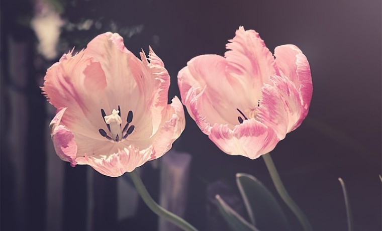 tulips-3339416_960_720.jpg